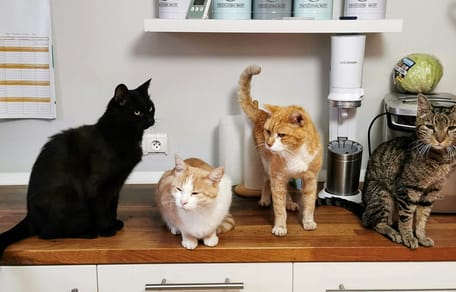 Internationale kattendag 2025
