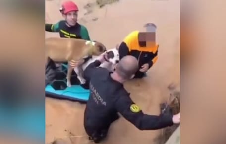 inundaciones-en-ibiza-2025-perros-rescatados