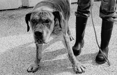 Dogo canario abandonado frente al refugio