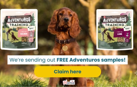 irish setter puppy sitting with two packs of adventuros training treats
