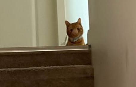 Katze Biscuit mit einer durch eine Pilzinfektion vergrößerten Nase