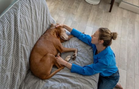 italia-permiso-laboral-cuidar-perro-enfermo