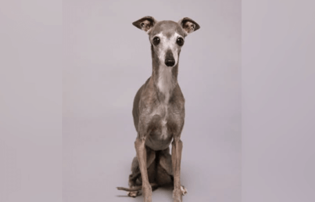 Italian Greyhound Tika who has passed away