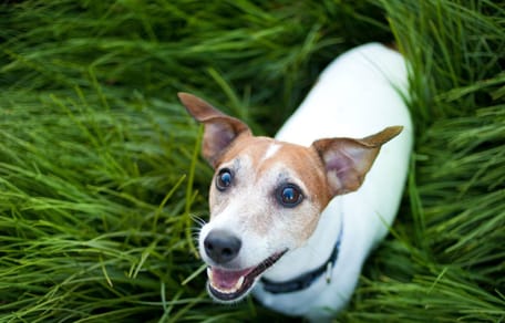 Jack Russel