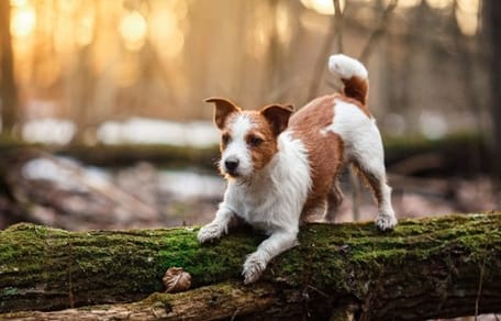 Jack Russel dans la nature