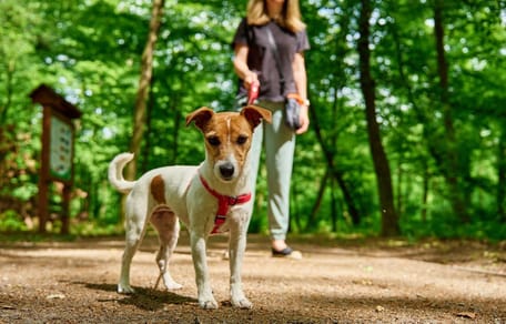 Jack Russell Terrier in un parco
