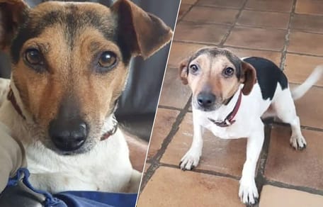 Jack Russel Lotje is al 2 weken vermist sinds inbraak in Baarle-Nassau