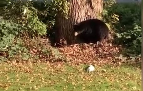 Jack Russell Terrier und ein Bär