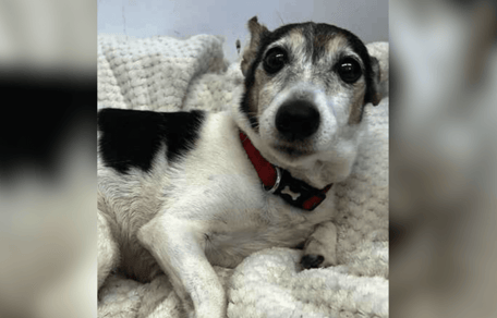 Jack Russell tumbada en su cama
