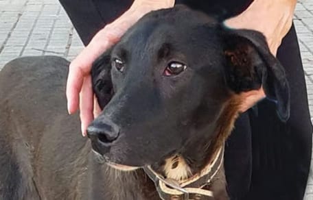 jackie-perro-en-adopcion