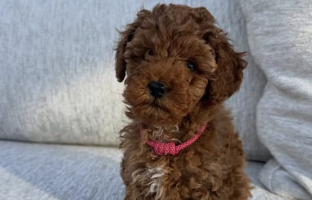 Jan Bauer en gezin hebben een nieuwe pup