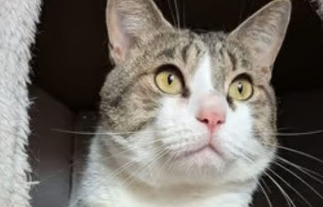 jason-gato-en-adopcion-valladolid