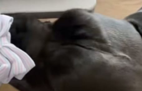 Jax le Cane Corso