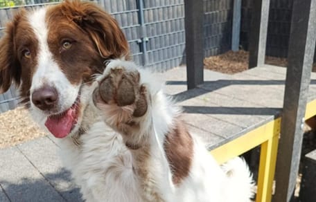 Jena is op zoek naar iemand die haar wil adopteren. Ben jij diegene?