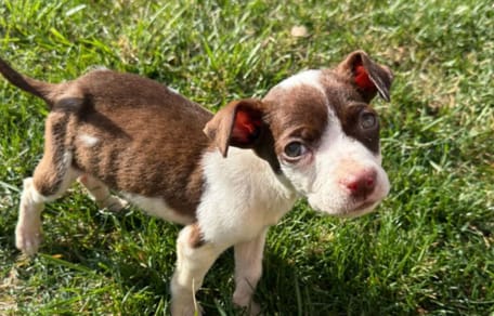 Joey le chien