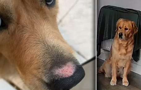 Joey probeert zijn eigen plas op te ruimen, met alle gevolgen van dien