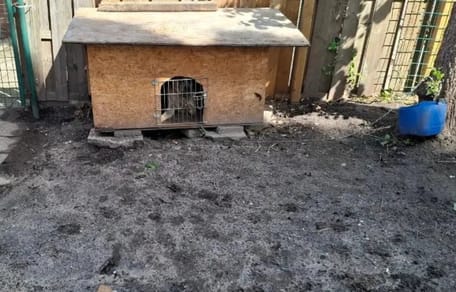Jonge hond in Alkmaar ernstig verwaarloosd in veel te klein hok