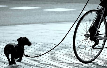 jongeren slepen hond achter fatbike, melden zich later bij politie