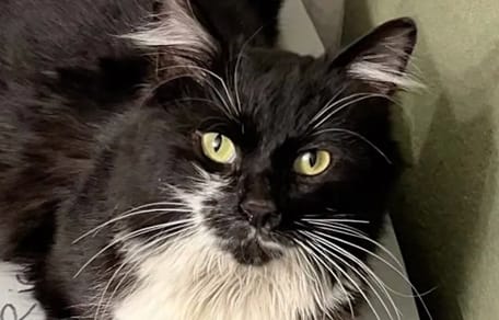 Josie, die Streunerkatze