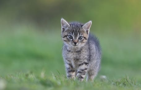 Jeune Felis silvestris