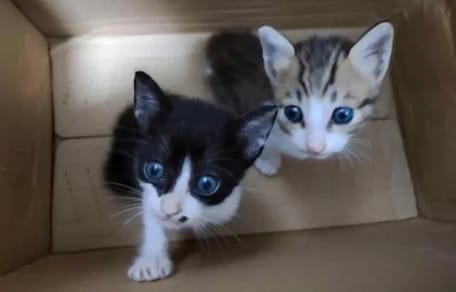 Junge Katzen in einem Karton