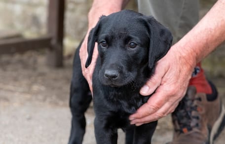 Junger schwarzer Labrador
