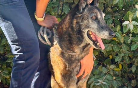 Junior il cane