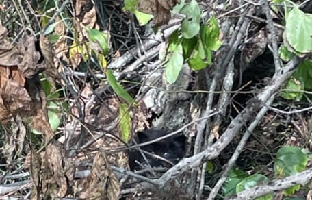 Katjes tussen struikgewas