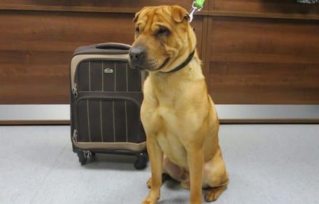 Kai le Sharpei assis à la gare
