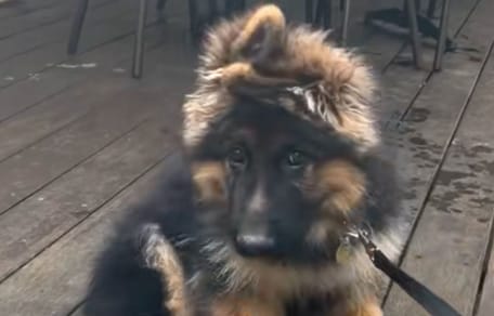Kaiser le chiot