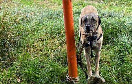 Kangal ausgesetzt