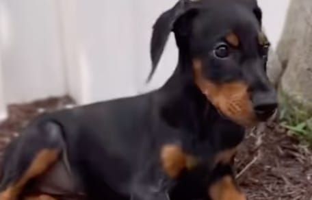 Karma le chiot