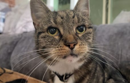 Kat Coco ingeslapen na zware mishandeling