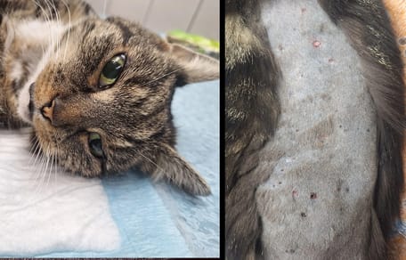 Kat Coco verminkt en mishandeld in Voorschoten