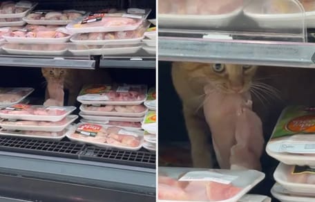 Kat gaat viraal na stelen van rauwe kip uit supermarkt