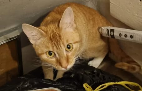 Kat in meterkast achtergelaten, baasjes op vakantie