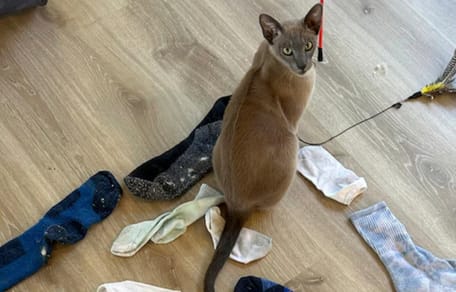 Kat Leo en zijn buit met sokken en ondergoed die hij gestolen heeft