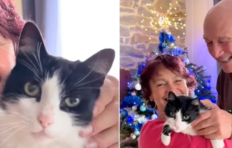 Kat loopt 250 kilometer van Spanje naar Frankrijk om thuis te komen