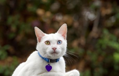 Top 30 leukste kattennamen