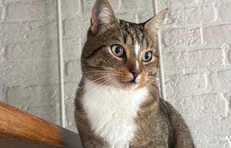 Kat Mosch beschoten met vuurwapen in Deurne