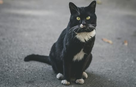 Kat na 10 jaar weer thuis in Vlissingen