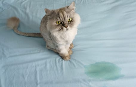 kat op bed geplast