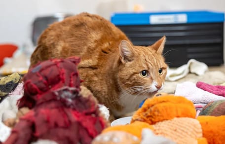 Kat Tosti uit België blijkt kleptomaan