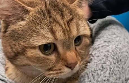 Kat "Willem van Oranje" in Voorburg geopereerd voor 7600 euro