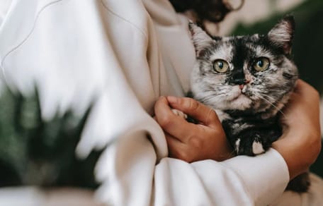 Winterdip? 10 redenen waarom een kat een positief effect op je gezondheid heeft