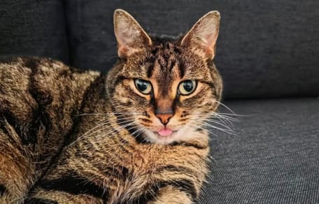 Kat Zwabber na 6 weken teruggevonden in Noorwegen