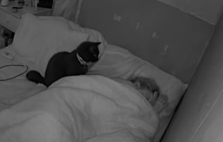 Kater beobachtet seine schlafende Halterin