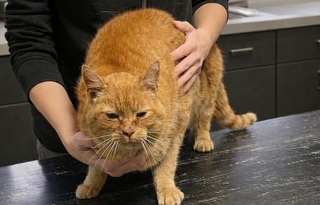 Kater Guus uit Amersfoort na 4 jaar weer terecht