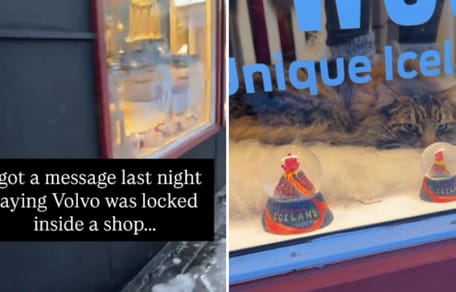 Kater im Schaufenster