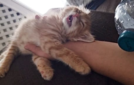 Kater Mango schläft tief und fest